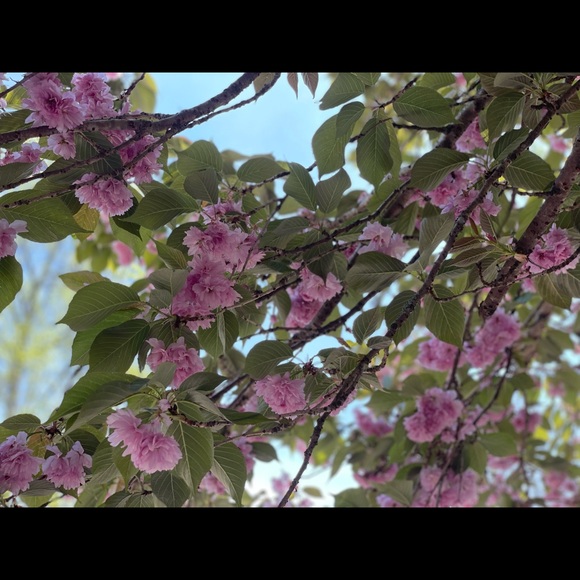 Meet your Posher, Donna - Picture 1 of 1